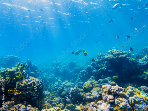 Fototapeta Naklejka Na Ścianę i Meble -   corals and exotic fishes at the bottom of the Red sea. beautiful natural summer background