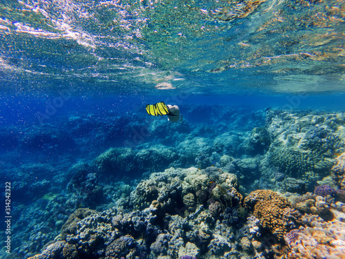 Fototapeta Naklejka Na Ścianę i Meble -  girl freediver dives into the sea