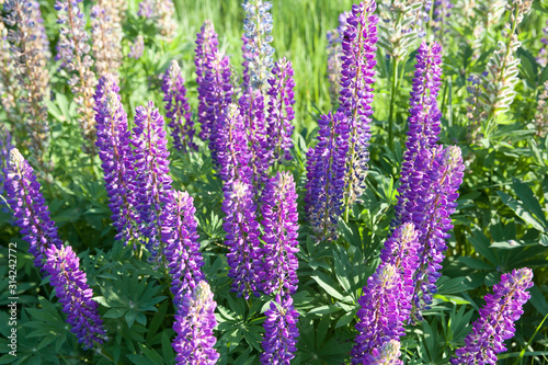 Lupinus field with pink purple and blue flowers in sunny day. A field of lupines. Violet and pink lupin in meadow. Spring background. Colorful bunch of lupines summer flower background or greeting