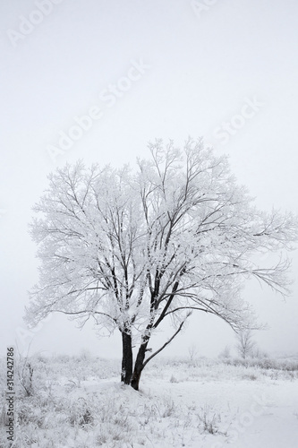 winter landscape. a tree in the snow and a white field