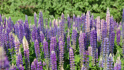 Lupinus field with pink purple and blue flowers in sunny day. A field of lupines. Violet and pink lupin in meadow. Spring background. Colorful bunch of lupines summer flower background or greeting