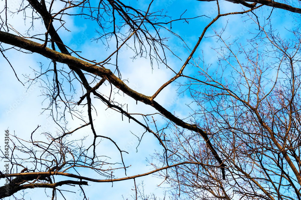 Obraz premium Beautiful abstract natural background. Tree branches on a background of clouds and blue sky. Soft focus.