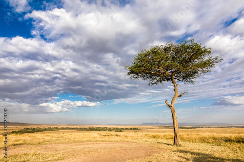 Acacia tree cloudscape in the Masai Mara
