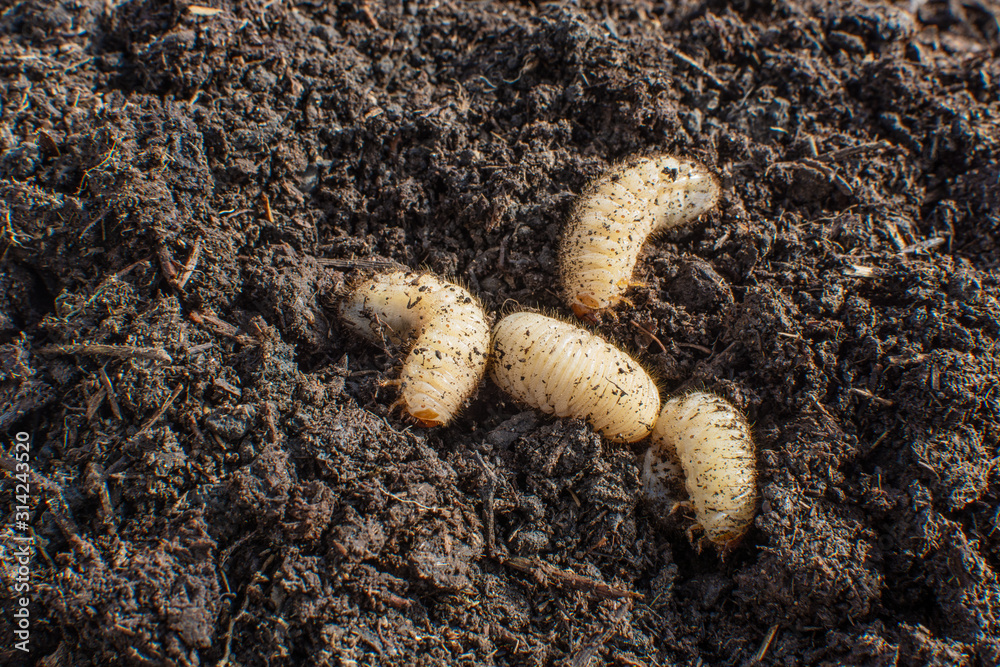 larvae of the big chafer beetle creep on the groun larvae of the big chafer beetle creep on the groun