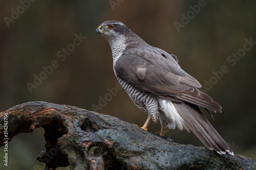 Foto The northern goshawk in a forest with a dark background with a prey
