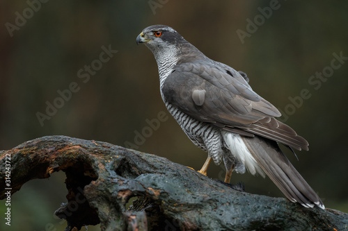 The northern goshawk in a forest with a dark background with a prey. © Menno Schaefer
