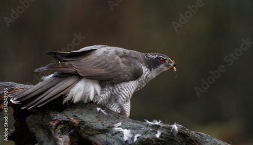 The northern goshawk in a forest with a dark background with a prey.