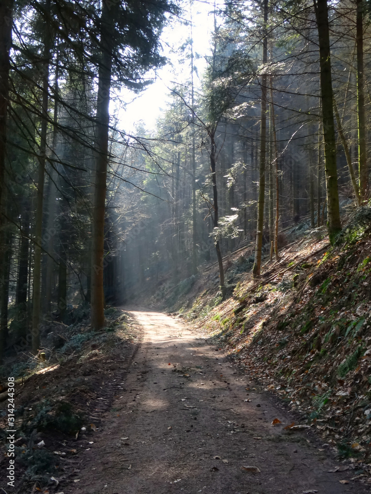 Naklejka premium Verlassener Waldweg im Winter mit einfallendem Sonnenlicht