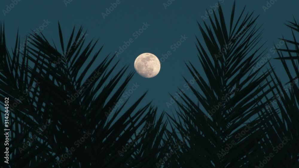 palm leaves silhouettes with full moon on background, Tropical night. Full moon and palm leaf abstract background. Copy space of nature environment and travel adventure concept. Vintage tone filter
