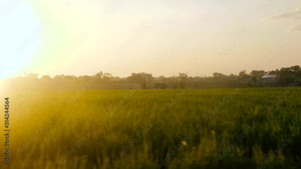 Driving through rice fields during beautiful sunset Driving through rice fields during beautiful sunset