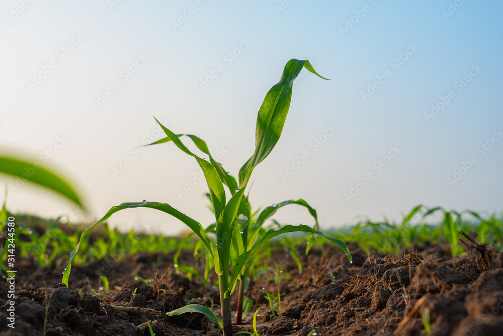Maize seedling in agricultural garden, Growing Young Green Corn Seedling  фотография Stock | Adobe Stock