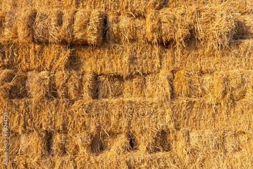 yellow hay texture background from dry rice after harvest in Thailand