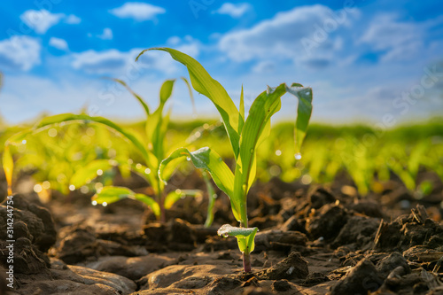 Green corn field in agricultural garden and blue sky with clouds