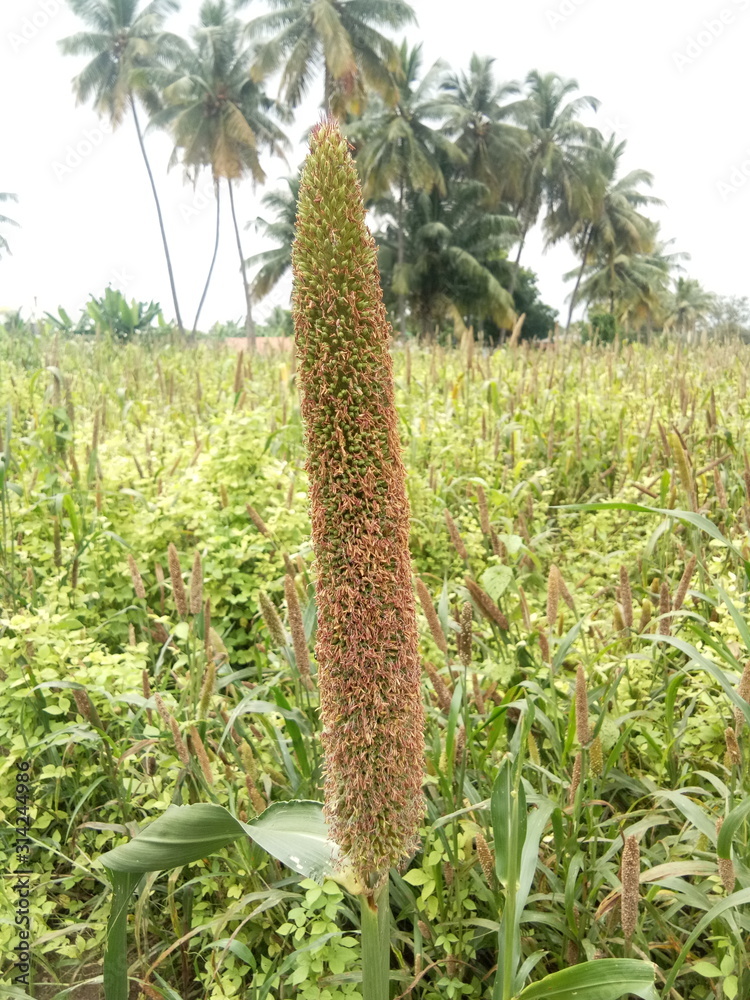 Young Millet Plant