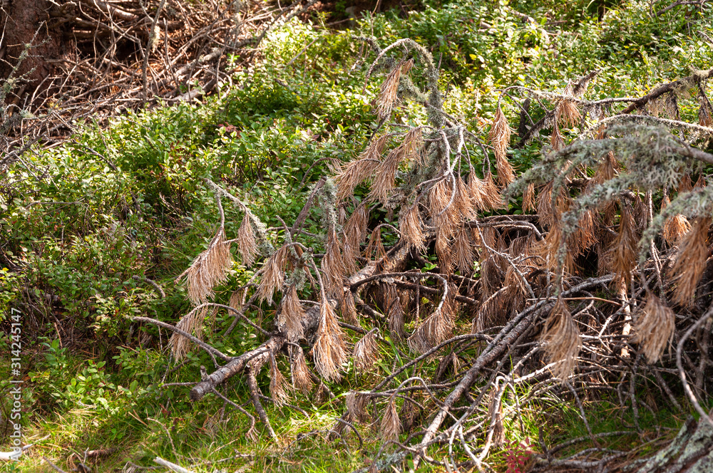 Äste auf dem Waldboden vom Sonnenlicht beschienen Äste auf dem Waldboden vom Sonnenlicht beschienen