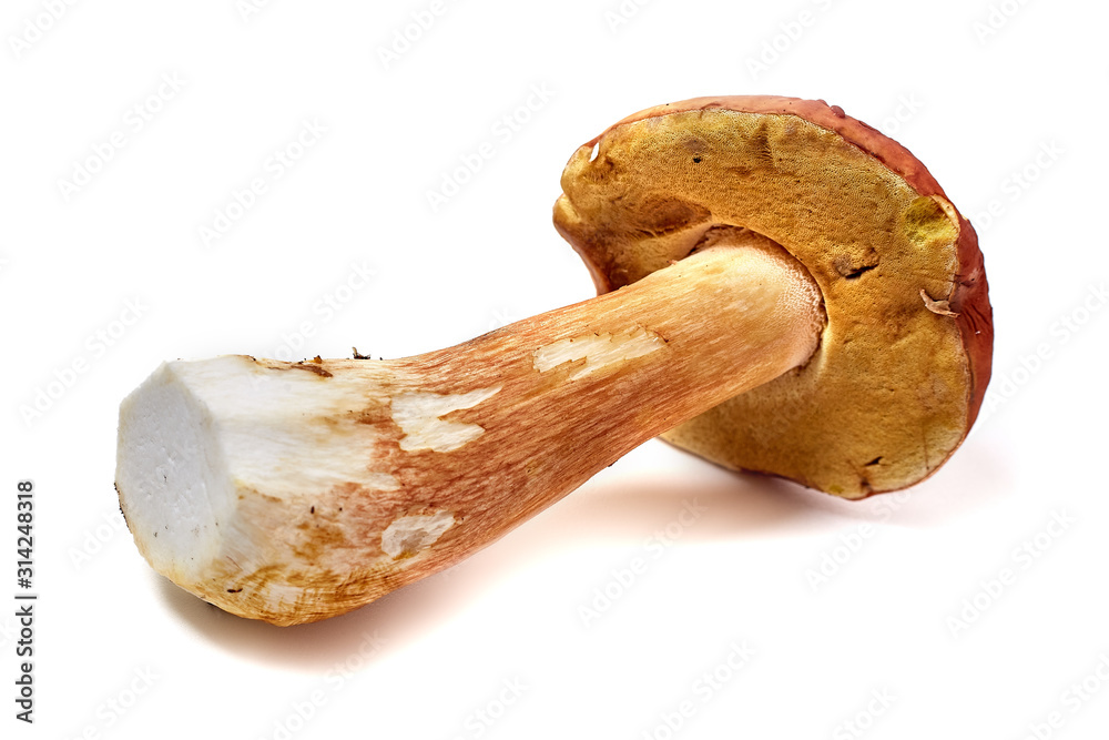 big boletus edulis isolated on white background big boletus edulis isolated on white background