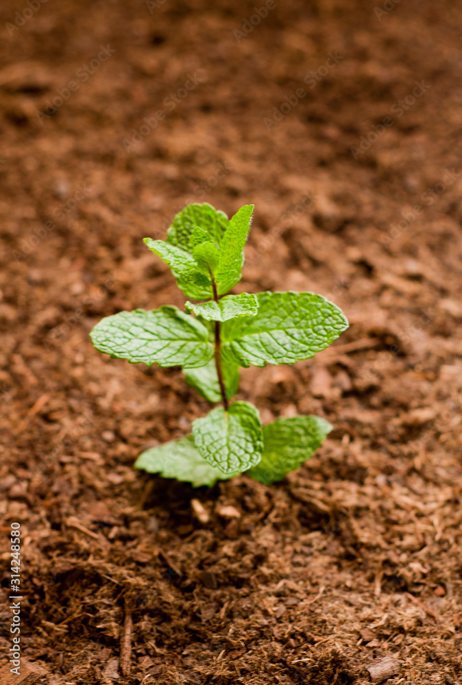 Textured background of green plant surface Textured background of green plant surface