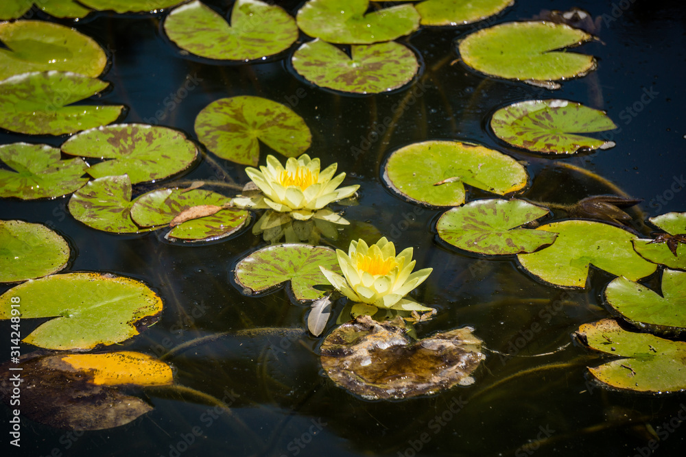 Lotus flower white water lily of many petals Lotus flower white water lily of many petals