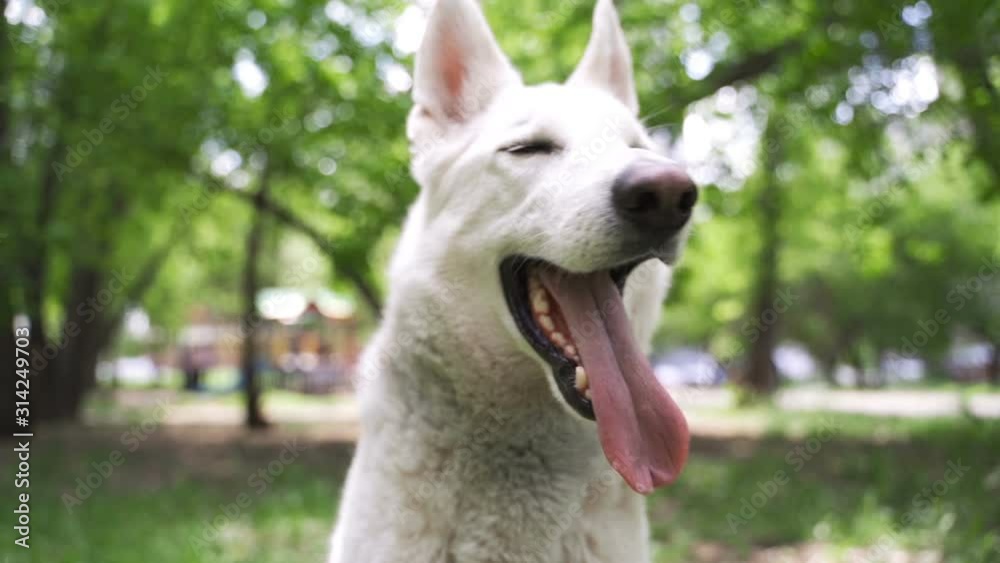 White german shepherd dog in the park White german shepherd dog in the park