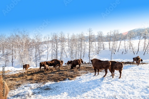 Photography A large herd of brown bison or Wall Street bulls grazes next to a haystack on snow in winter in Russia