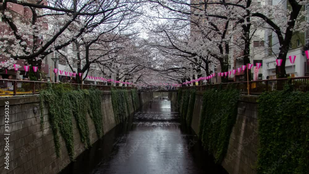 Timelapse Tokyo cherry blossom recreation park with pink flower branches hanging over Meguro River with ivy silhouettes and walking people zoom out Timelapse Tokyo cherry blossom recreation park with pink flower branches hanging over Meguro River with ivy silhouettes and walking people zoom out