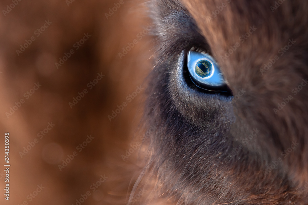 Closeup on the big eye of an animal, bull, bison, cow or horse with brown  hair and reflection of a blue planet earth in the pupil. View of an  endangered animal. Stock