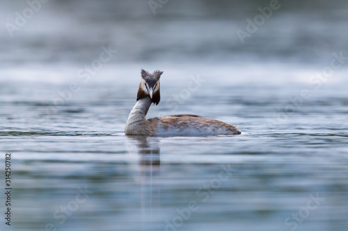 one great crested grebe bird (podiceps cristatus) on water surface