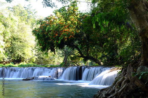 Tropical forest in Thailand.