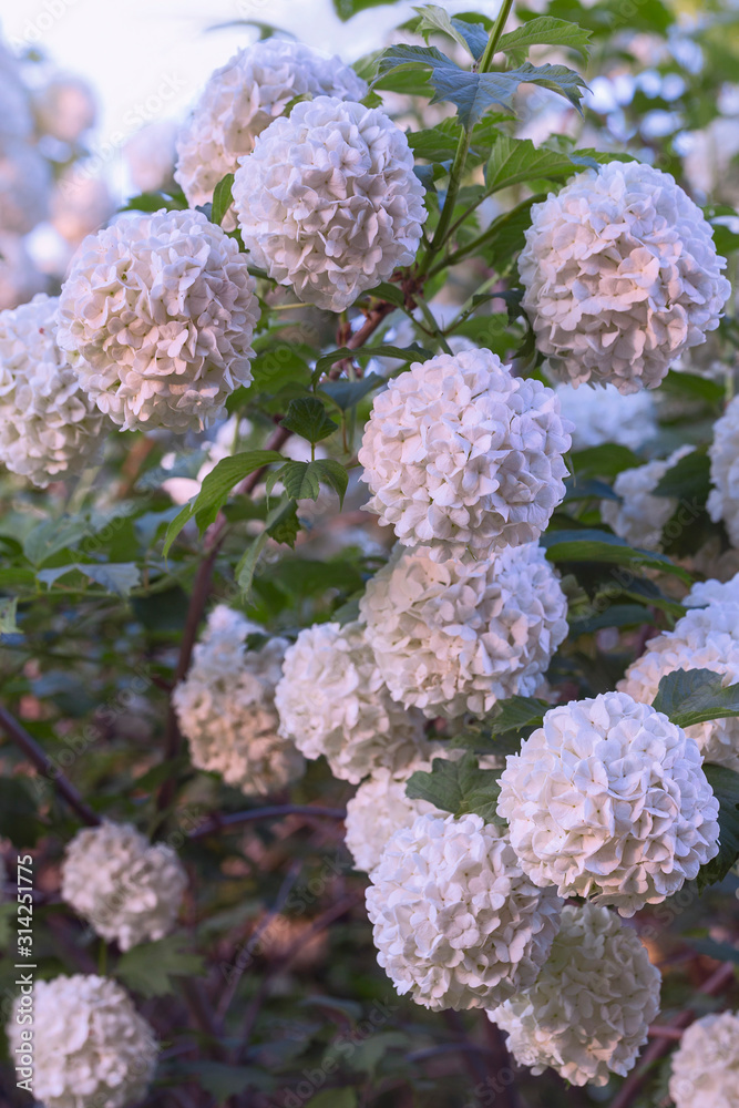 beautiful large white flowers of a plentifully flowering bush Buldenezh beautiful large white flowers of a plentifully flowering bush Buldenezh
