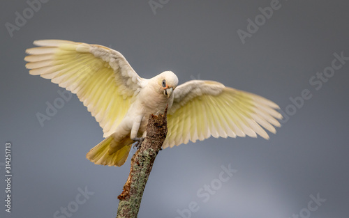 Little Corella photo