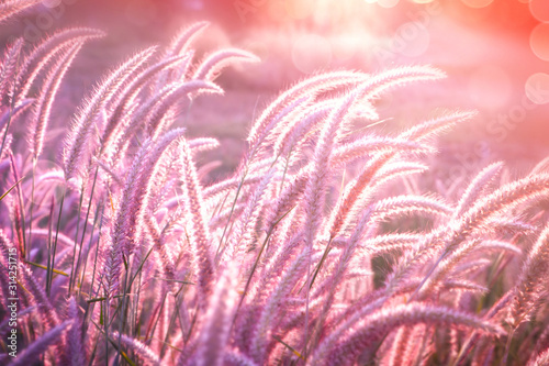 beautiful grass flower field with sunset light in purple tone background © doucefleur