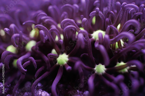 blur green and purple corals background