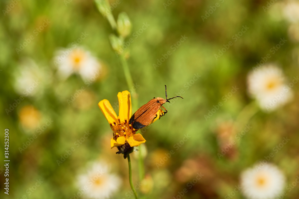 Close Up of Hooked Net-Winged Beetle (Calopteron terminale) on Stiff Greenthread flower. West Texas Close Up of Hooked Net-Winged Beetle (Calopteron terminale) on Stiff Greenthread flower. West Texas