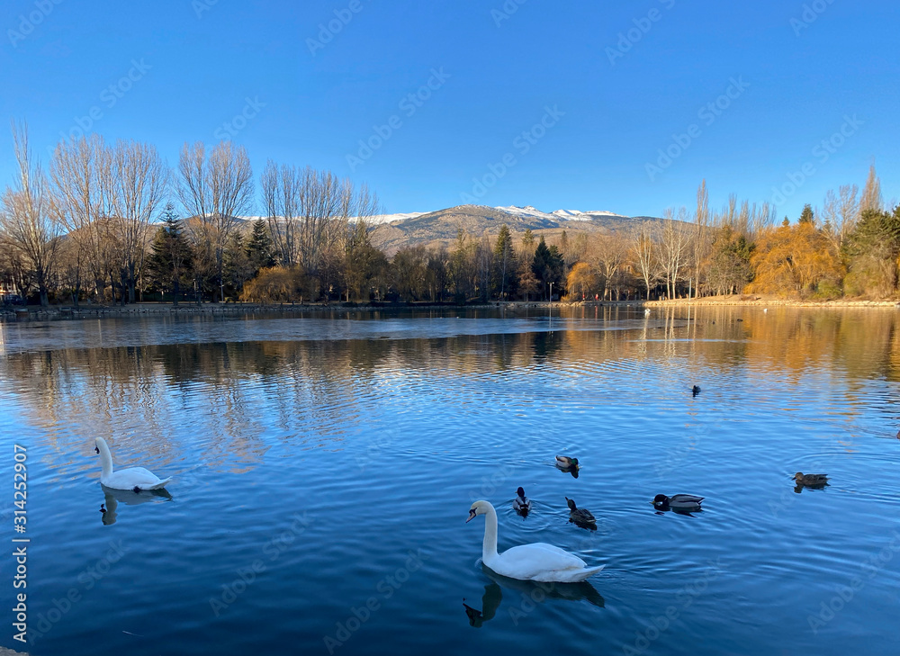 cisnes en bonito lago de montaña cisnes en bonito lago de montaña