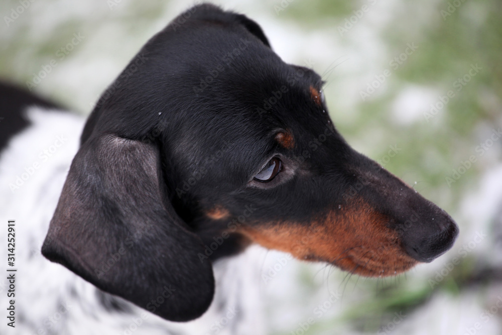 dog portrait snow grass background 