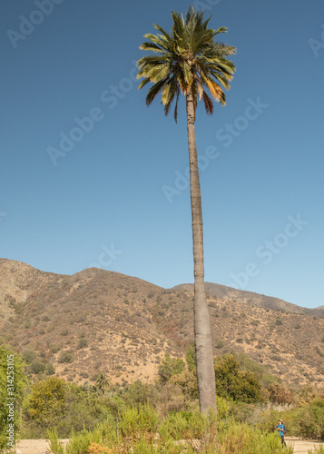 Fototapeta Naklejka Na Ścianę i Meble -  Chilenische Palme im Nationalpark La Campana bei Valparais