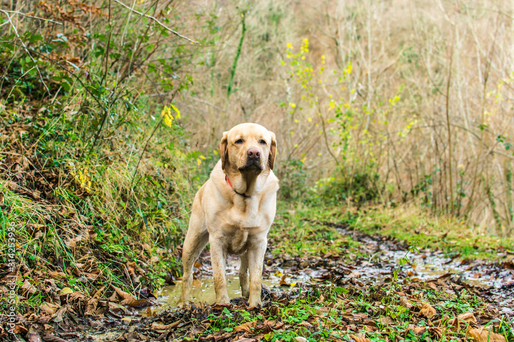 Labrador en un charco en el monte