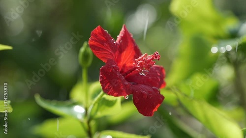 Red hibiscus flower under the rain