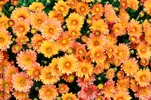 Chrysanthemums are multi-colored. Beautiful flowers. Background for greeting cards. © Марина Копица