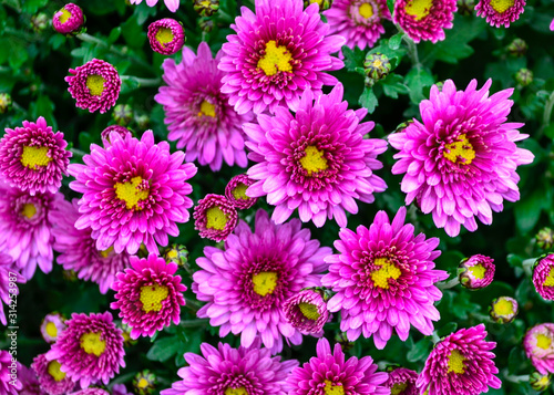 Chrysanthemums are multi-colored. Beautiful flowers. Background for greeting cards.