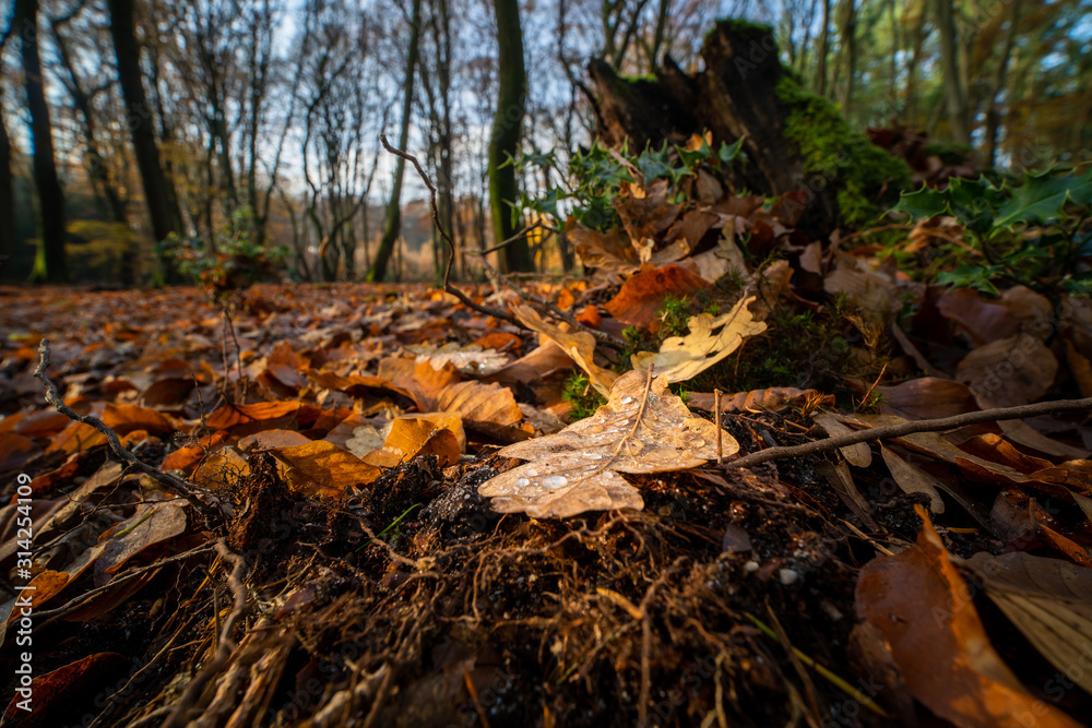 Autumn leaf of oak tree lying on the forest ground with water drops on top