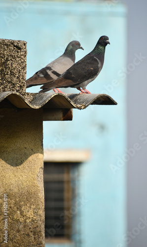 pigeon on the roof