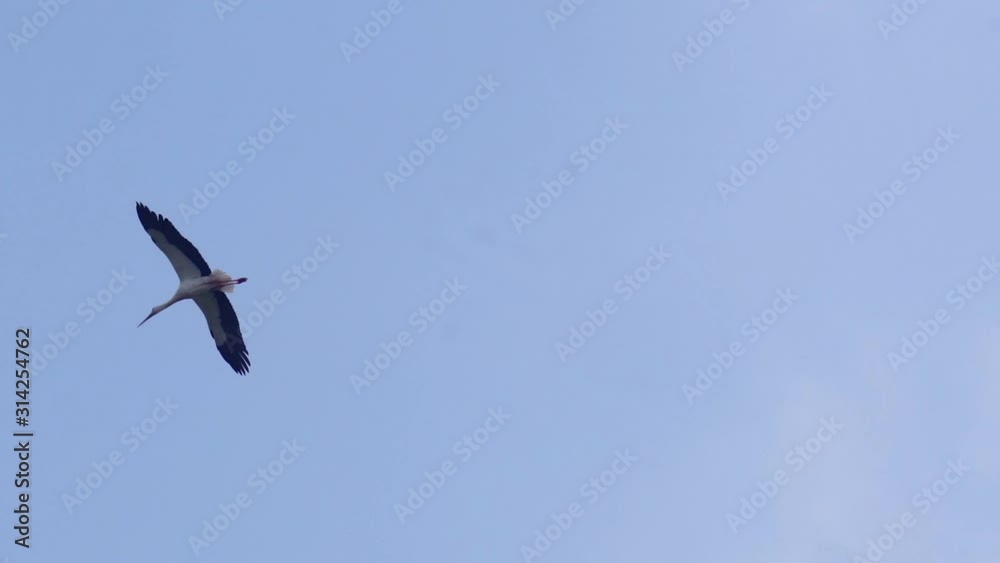 White stork in flight on blue sky. Natural landscape. White stork in flight on blue sky. Natural landscape.