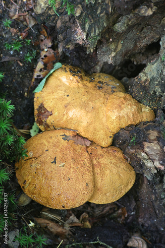 Buchwaldoboletus lignicola, known as the Wood Bolete, wild mushrooms from Finland photo