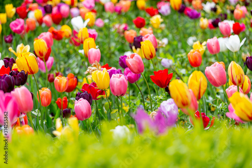 Photography Beautiful lush field of tulips in spring