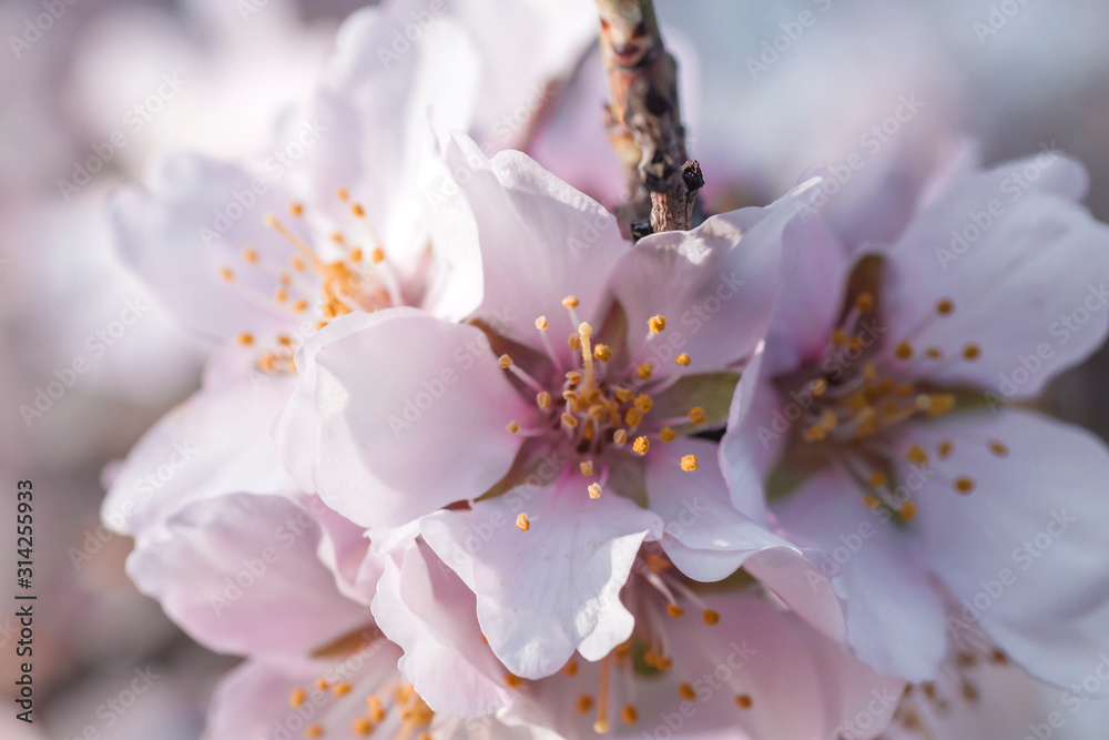 Almond tree blossom close up