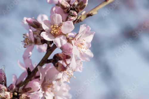 Almond tree springtime blossom detail