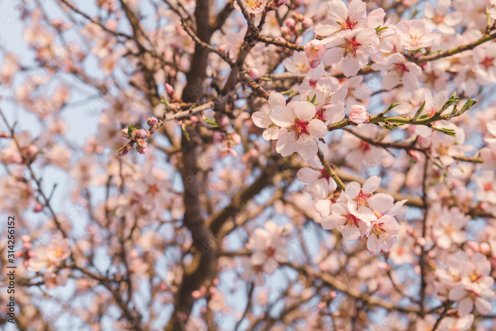 Almond tree springtime flowers blooming