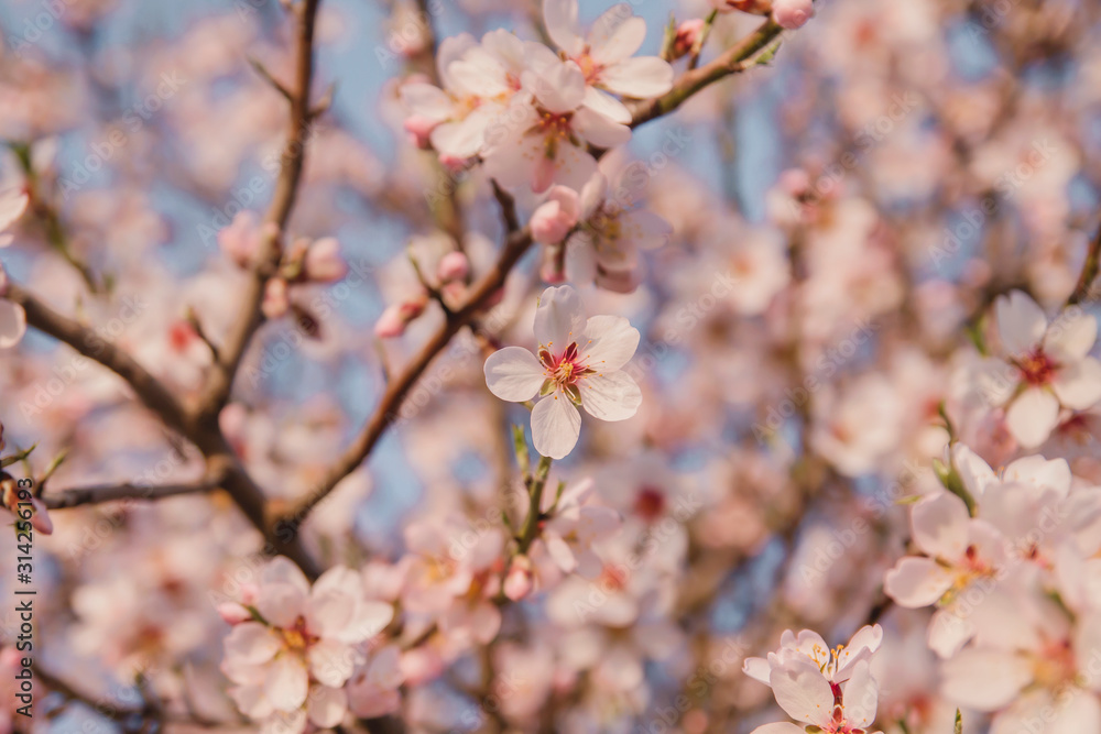 Almond tree flowers blooming in spring