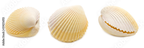 Set of three common cockle (Cerastoderma edule) conch shell angles isolated on white background. Mollusk seashells